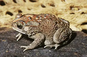 Melanostictus: Asian Black Toad (Bufo melanisticus)