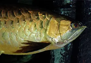 Formosus: Asian Bonytongue / Asian Arawana - blackwater streams