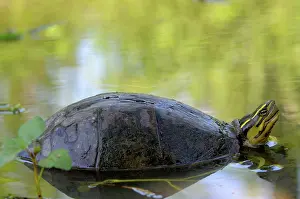 Amboinensis: Asian Box Turtle