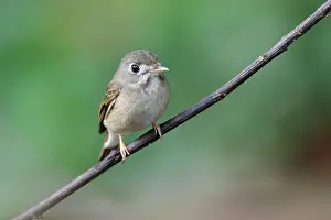 Muscicapa: Asian Brown Flycatcher (Muscicapa dauurica) adult