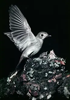 Muscicapa: Asian Brown Flycatcher - photogaraphed in Russia