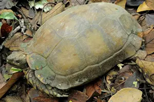 Carapace: Asian Brown Tortoise