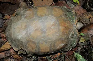 Emys: Asian Brown Tortoise