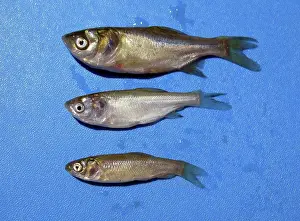 Carp: Asian Carp Species