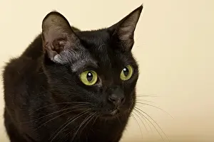 Focused: Asian Cat, 2 years, colour Black Bombay Asian Katze