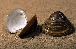 Shells: Asian Clam (Corbicula fluminea) shells on the b