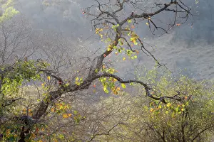 Ragged: Asian Dry Forest in autumn with unidentified tree