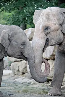 Entwined: Asian Elephant - 2 animals with trunks entwined