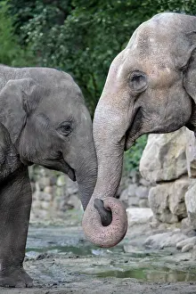 Entwined: Asian Elephant - 2 animals with trunks entwined