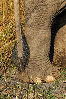 Pied: Asian elephant