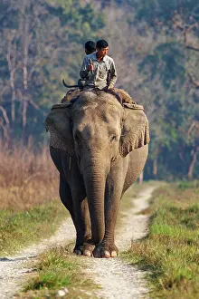 Surveillance: Asian elephant