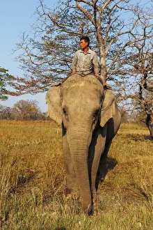 Surveillance: Asian elephant