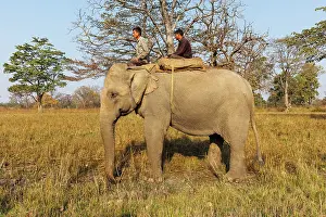 Surveillance: Asian elephant