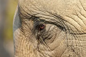 Surveillance: Asian elephant