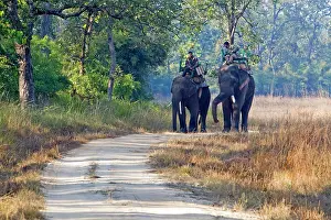 Wardens: Asian Elephant - carrying wardens of the park looking