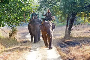 Wardens: Asian Elephant - carrying wardens of the park looking