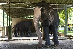 Absurd: Asian Elephant domestic depigmenting Sri Lanka