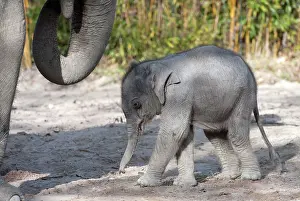 Enclosures: Asian elephant (Elephas maximus), female baby elephant