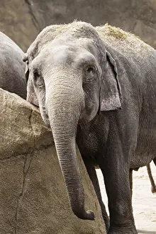 Nosed: Asian elephant (Elephas maximus)