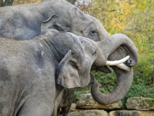 Fight: Asian elephant (Elephas maximus), male, bull elephant, in a