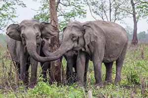 Elephantidae: Asian elephant (Elephas maximus)
