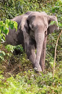 Elephantidae: Asian elephant (Elephas maximus)