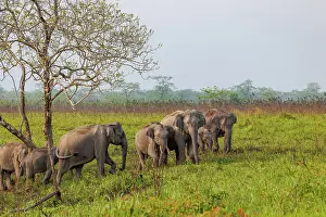 Prairie: Asian elephant (Elephas maximus)