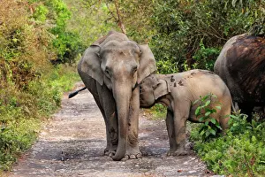 Elephantidae: Asian elephant (Elephas maximus)