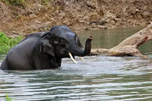 Bain: Asian elephant (Elephas maximus)