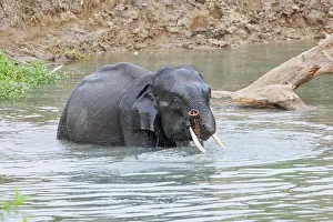 Bain: Asian elephant (Elephas maximus)