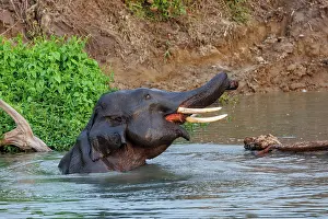 Bain: Asian elephant (Elephas maximus)