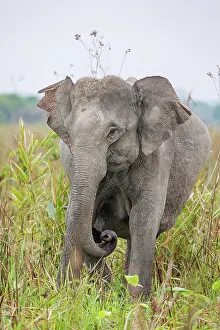Patrimoine Mondial De Lunesco En 1985: Asian elephant (Elephas maximus)