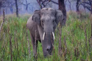 Patrimoine Mondial De Lunesco En 1985: Asian elephant (Elephas maximus)