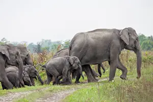 Patrimoine Mondial De Lunesco En 1985: Asian elephant (Elephas maximus)