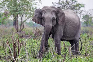 Patrimoine Mondial De Lunesco En 1985: Asian elephant (Elephas maximus)