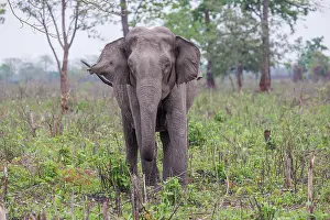 Assam: Asian elephant (Elephas maximus)