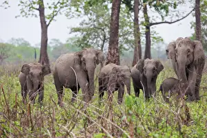 Assam: Asian elephant (Elephas maximus)