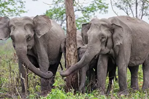 Assam: Asian elephant (Elephas maximus)