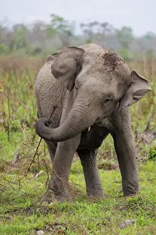 Assam: Asian elephant (Elephas maximus)