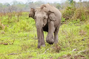 Assam: Asian elephant (Elephas maximus)