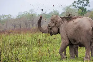 Assam: Asian elephant (Elephas maximus)
