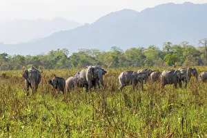 Assam: Asian elephant (Elephas maximus)