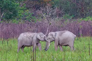 Combat: Asian elephant (Elephas maximus)