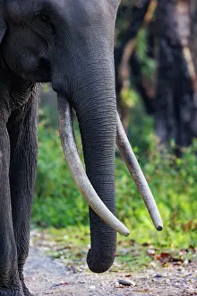 Assam: Asian elephant (Elephas maximus)