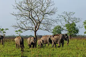 Assam: Asian elephant (Elephas maximus)