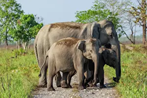 Assam: Asian elephant (Elephas maximus)