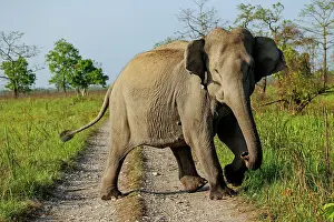 Assam: Asian elephant (Elephas maximus)