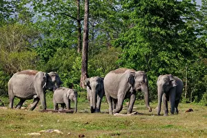 Assam: Asian elephant (Elephas maximus)