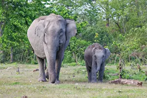 Assam: Asian elephant (Elephas maximus)