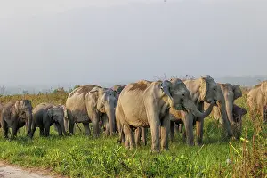 Prairie: Asian elephant (Elephas maximus)